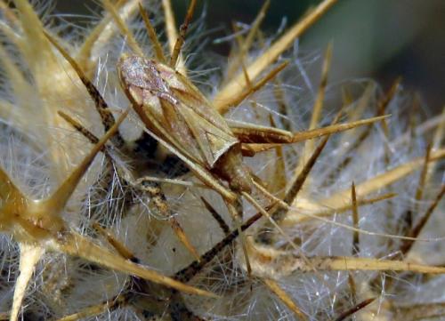 Réf. 213 586 : Phytocoris sp.